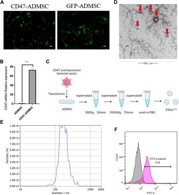 Construction of Exosomes that Overexpress CD47 and Evaluation of Their Immune Escape